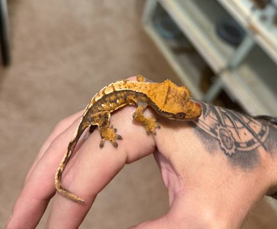 Crested geckos (Killeen)63839343916801121