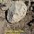 Large MOSS Rocks, Boulders- Landscaping, Waterfall, Property Divider 9 thumbnail