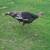 Turkeys 4 thumbnail