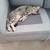Male Cat 10 thumbnail