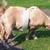 Dapple Goat 2 thumbnail