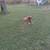 German Shepherd/Pyrenees puppies looking for a forever home 6 thumbnail