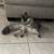1-Year-Old Cat Looking for a Loving Home 1 thumbnail