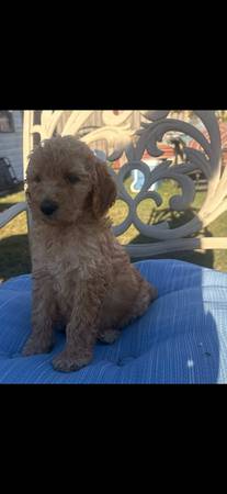Golden Doodles (Ernul)64210262137602122