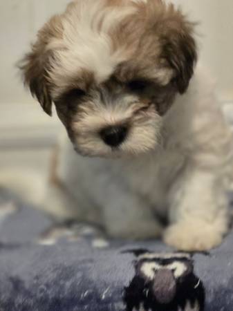 Shihpoo (Monroe)63927657778306120