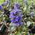 PERENNIALS - Fall Planting 21 thumbnail