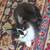 Ragdoll mix kitties 16 thumbnail