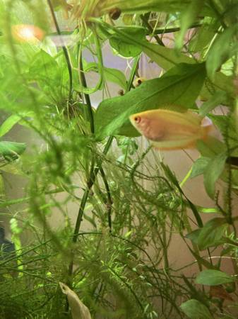 2 Machos Dorados de Gourami Miel (North Tonawanda)63280438818689121