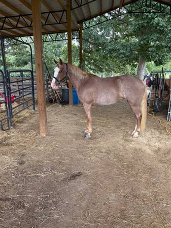 Beautiful Strawberry Roan Reg Tenn Walking Horse - $3,300 (Elon)63471416060929120