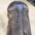 Big Solid Appaloosa Filly 6 thumbnail