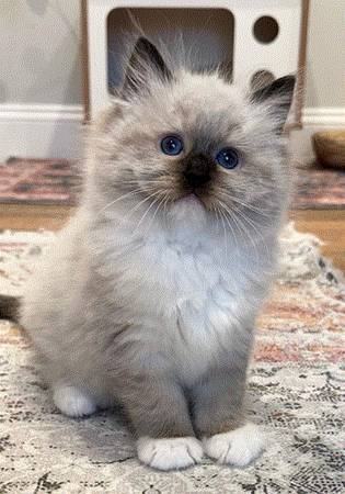 Unique kitten CAT! 1
