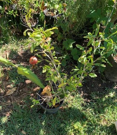 Rare Fruiting Seedless Pomegranate Rooted Live Fruit Plant 1