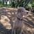 Pet Related Housing Issues? Pet / Sitting / Boarding short/long term 22 thumbnail