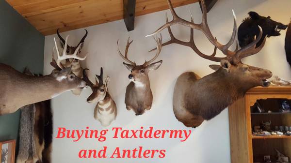 buying antlers, sheds, taxidermy items deer fox moose buffalo caribou 1