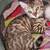 Snow Bengal Kittens 13 thumbnail
