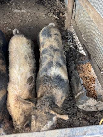 Boar pigs 1