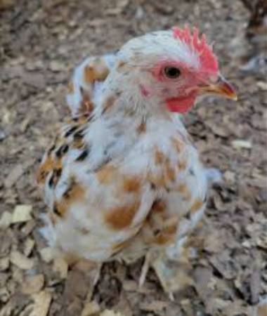 Bantam cochin roosters 1