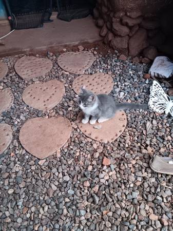 Gatitos de rancho listos para nuevos hogares (Tombstone)63622393033475121