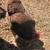 Laying Hens 8 thumbnail