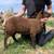 Purebred shetland sheep 15 thumbnail