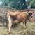 Jersey Milk cow with calf 5 thumbnail