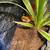 Leopard Gecko 2 thumbnail