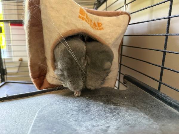 seeking good home for two lovable chinchilla bros (ridgewood)63950652901634122