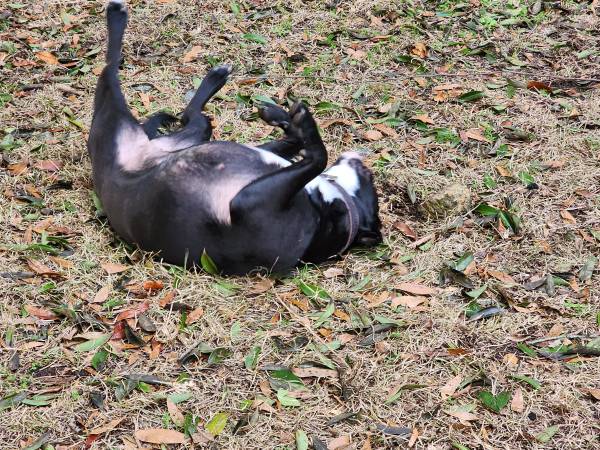 Black Lab (Ozark)63682156018177124