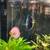 Discus fish 3 thumbnail