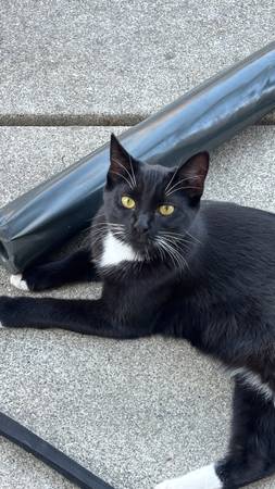 Rehoming of Cat (Fairfield)