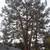 D & A TREE SERVICE FREE ESTIMATES (661)201-4306 1 thumbnail