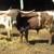 Registered Texas Longhorn Bulls 3 thumbnail