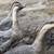 Three African Geese 3 thumbnail