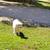 Livestock guardians 1 thumbnail