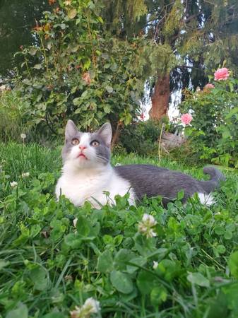 Gatito bonito (Kennewick)63827961850881121