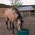 Dunskin AQHA Stallion at Stud 2026 9 thumbnail