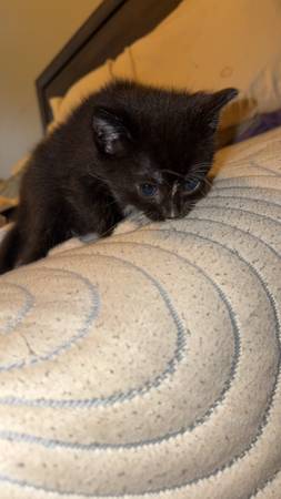 6 kitties, gorg (Hollis)63690190106113121