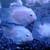 Lots and lots of cichlids! 2 thumbnail