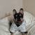 French Bulldog 3 thumbnail