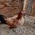 Chicken 2 thumbnail