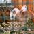 Backyard rabbits 1 thumbnail