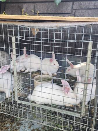 Rabbit new zeland White's - $50 (Van Nuys)63470806146305120