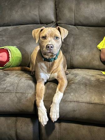 His name is AJ (Waynetown)63680163222659124