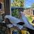 Black tail pigeons 6 thumbnail