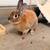 Rehoming two bunnies 1 thumbnail