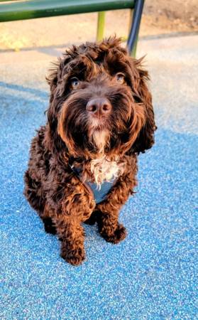 Rehome 18 months Cockapoo boy 1