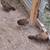 Richardson Reds and Grey Junglefowl 9 thumbnail