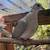 Group of 14 Ringneck Doves plus 7'x4'x7' AVIARY dove 3 thumbnail