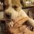 Pocket bully mix puppies 3 thumbnail