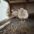 Jumbo Coturnix Quail chicks 8 thumbnail
